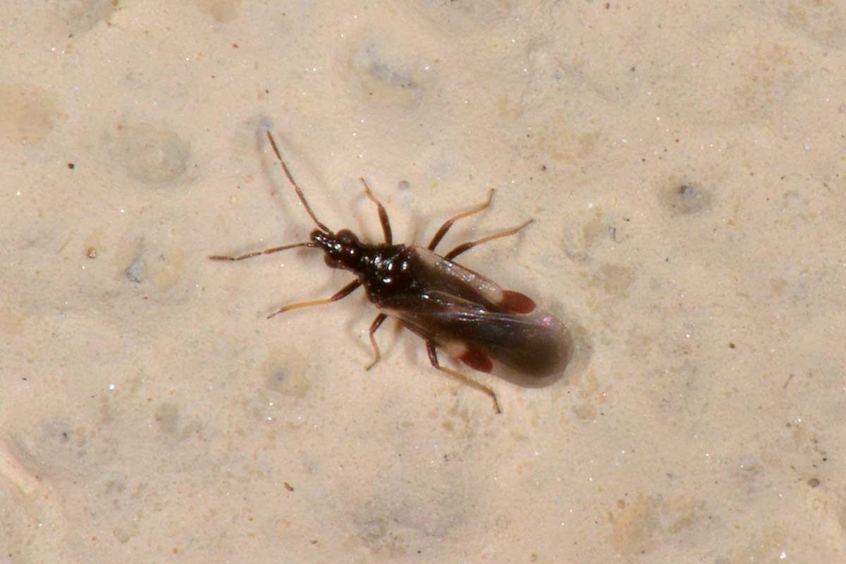 Microphysidae? S, Loricula freyi, femmina e maschio (adulto e ninfa) dell''Abruzzo